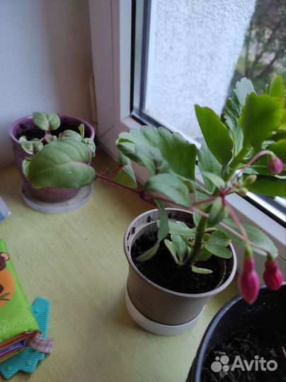 Комнатные цветы