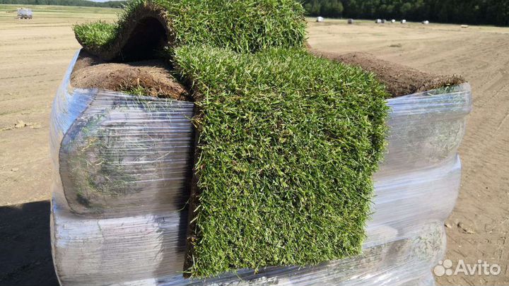 Рулонный газон