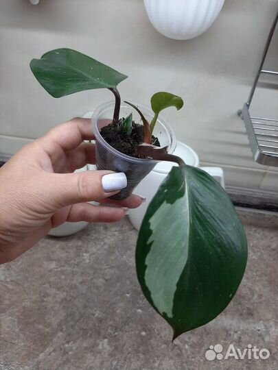 Разные цветы для дома