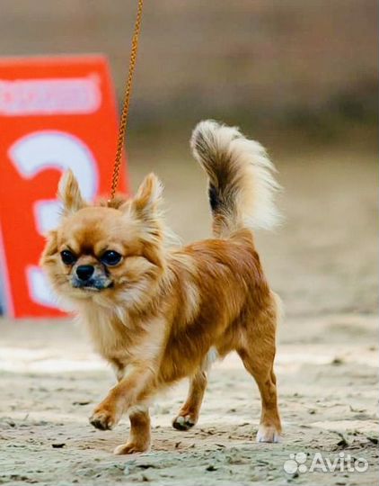 Вязка кобель чихуахуа