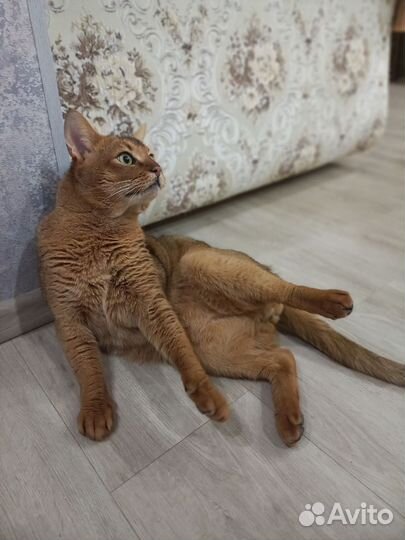 Вязка Чаузи F3 (Абиссинская)