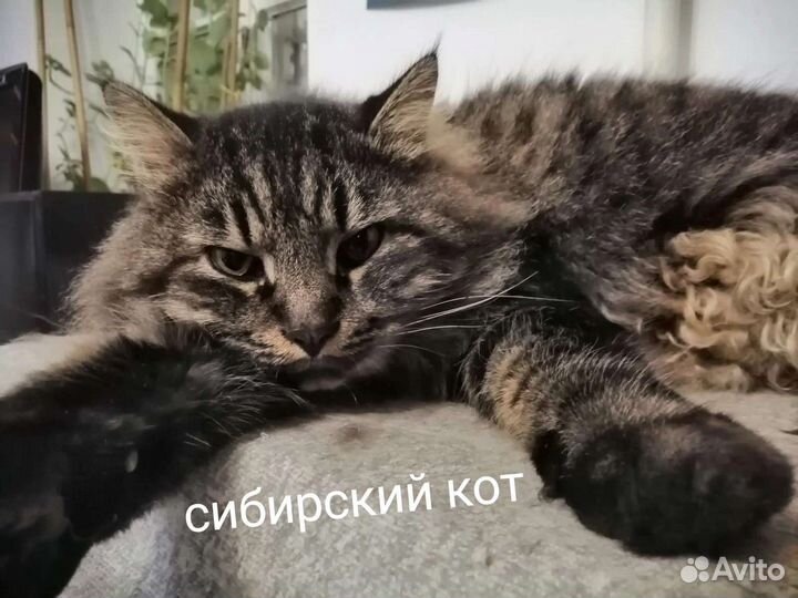 Сибирский кот в добрые руки