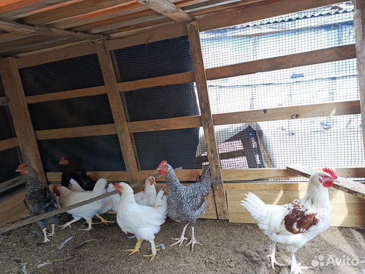 Петухи на продажу ещё есть
