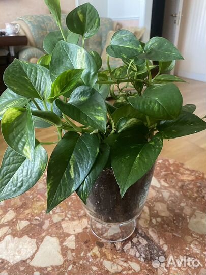 Сциндапсус