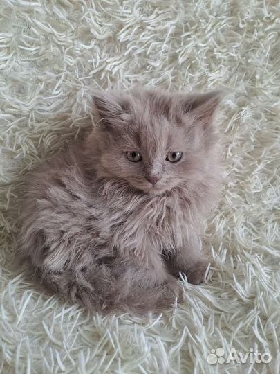 Британские котята