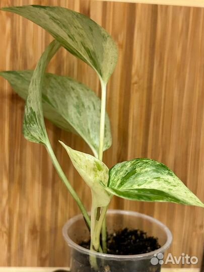 Эпипремнум марбл квин