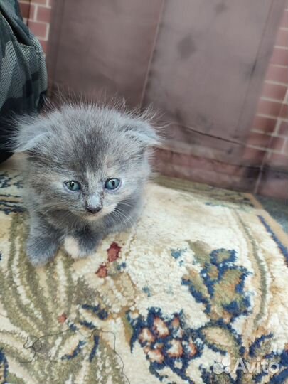 Котята