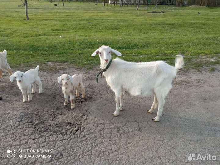 Козлики заано- нубийские, зааненский