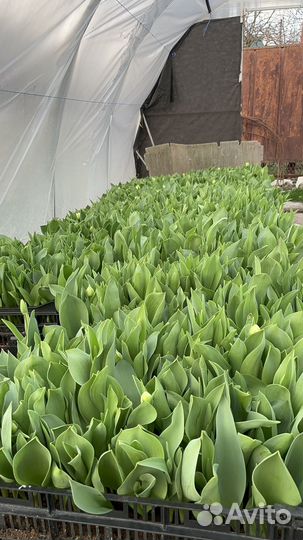 Тюльпаны пионовидные и лаптоп