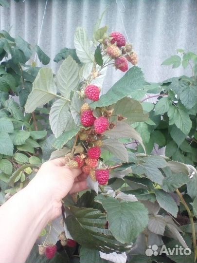 Малина ремонтантная