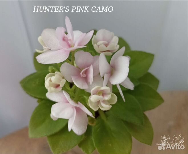 Фиалки лист на срез