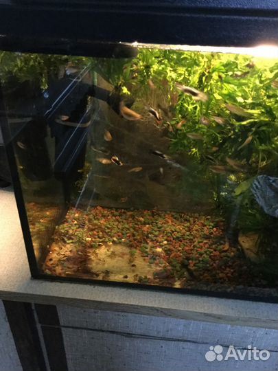 Растения в аквариум