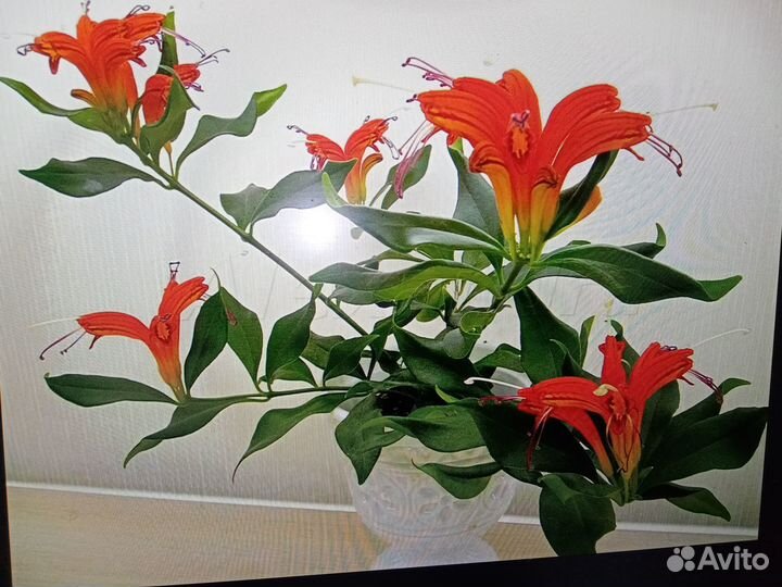 Эсхинантус жар птица