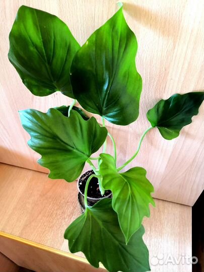 Филодендроны, эпипренум