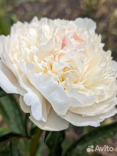 Пионы саженцы