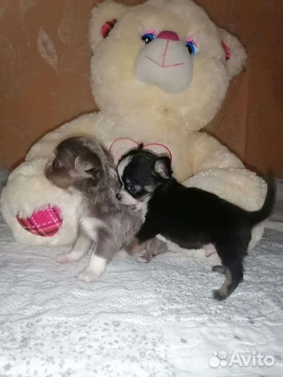 Щенки чихуахуа мини