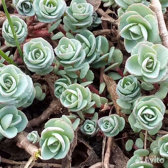 Садовые многолетники