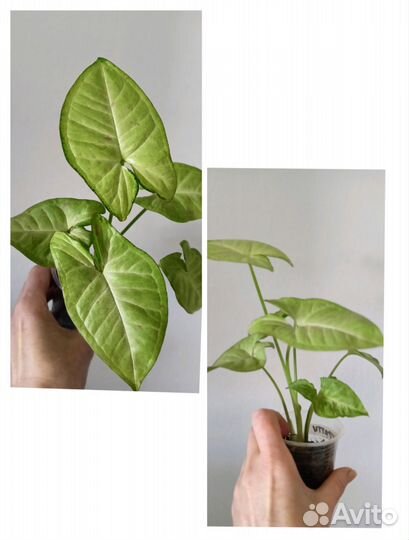 Сингониумы сортовые