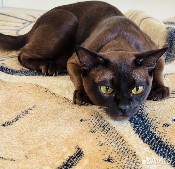 Вязка с котом Бурманской породы. Окрас Соболь