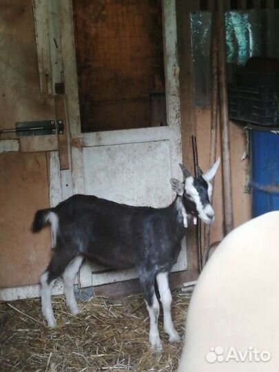 Дойные козы