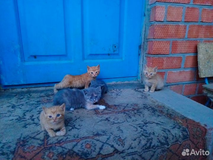 Кошка котята
