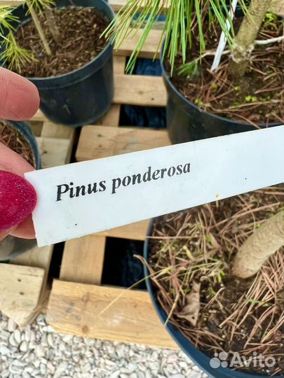 Сосна Pinus Ponderosa