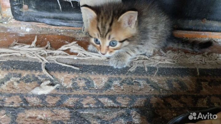 Котята в добрые руки бесплатно