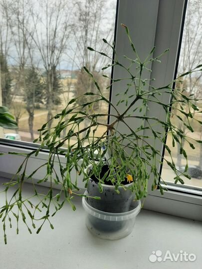 Цветок Брызги шампанского