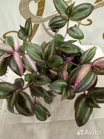 Растения для сада