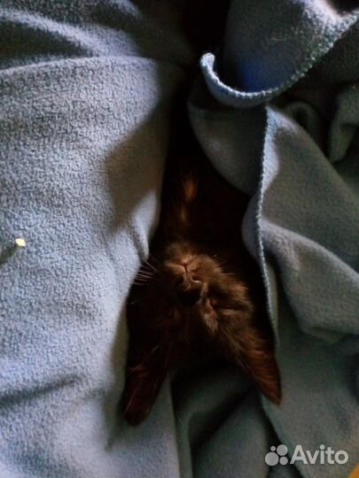 Чёрные котята