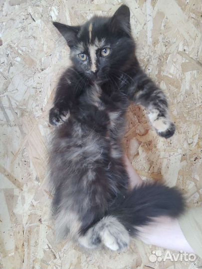 Котята в добрые руки приучены к лотку