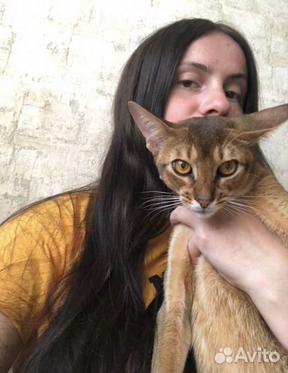 30.08 котята родились, абиссинские с документами