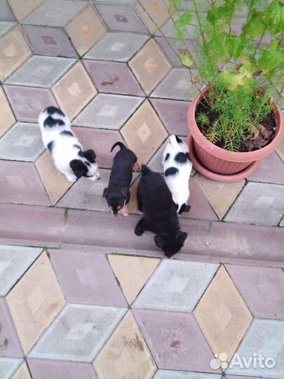 Щенки