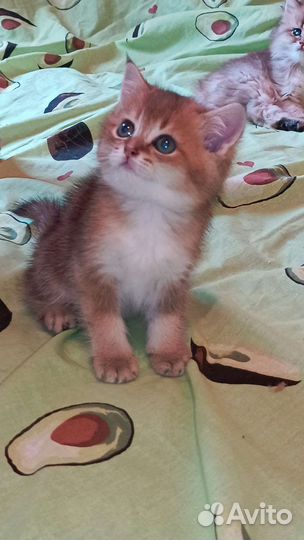 Золотые шиншиллы