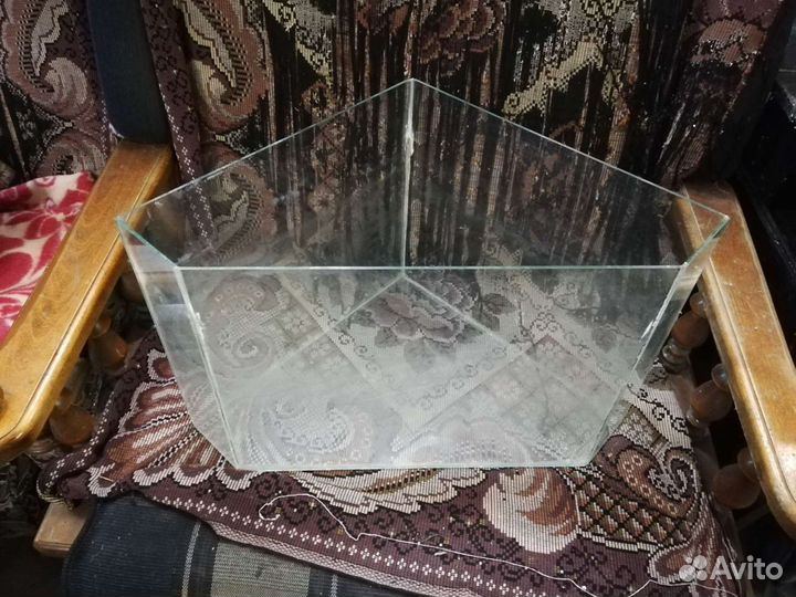 Сомики анциструсы