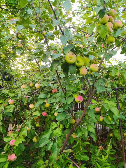 Дача 20 м² на участке 4,3 сот.