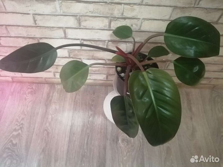 Филодендрон Rojo congo