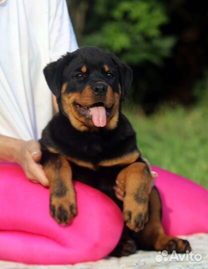 Щенок. Девочка, 4.5 месяца