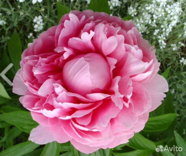 Пион корень Bess Bocktoce