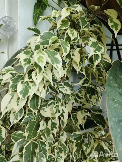 Филодендрон сильвер Квин, Марбл Квин