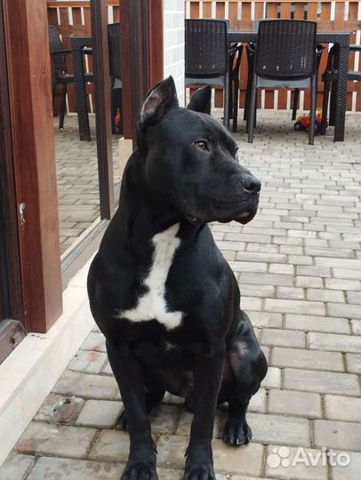 Вязка питбуль