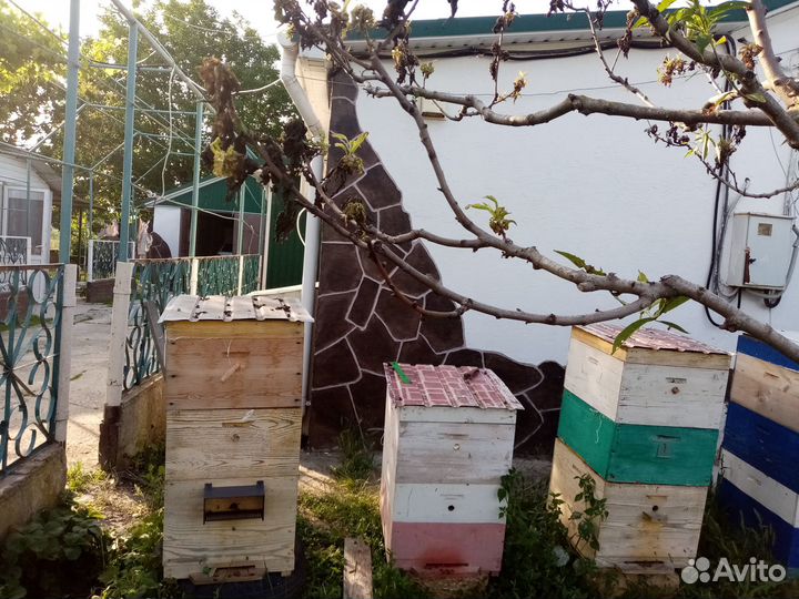 Ульи с пчелами