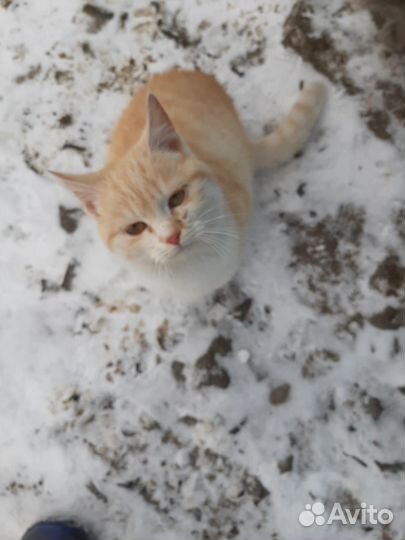 Котик бесплатно