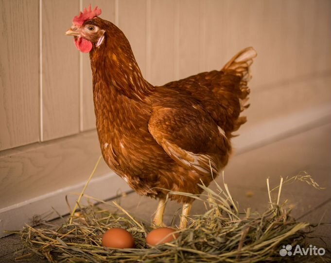 Куры Несушки