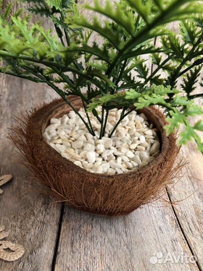 Растение в горшке, Папоротник