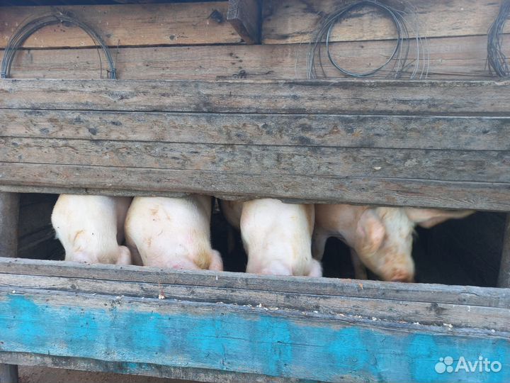 Продаю свиней живым весом
