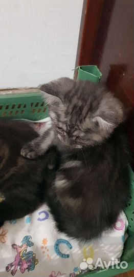 Британские котята