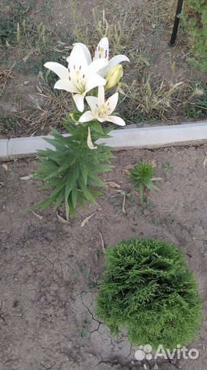 Лилия