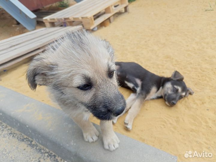 Собака в добрые руки
