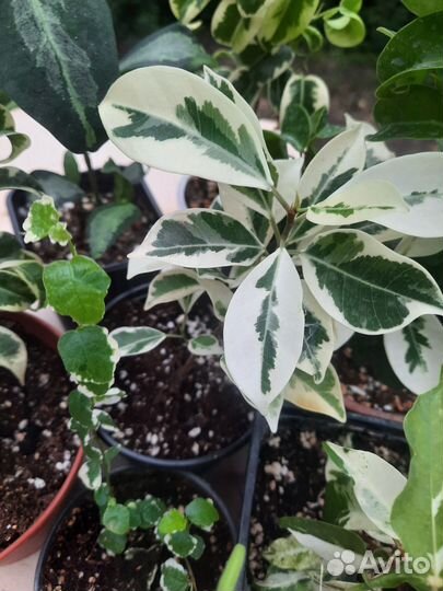 Сортовые фикусы